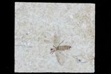 Fossil March Fly (Plecia) From Wyoming - Exceptional Example #77852-1